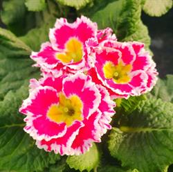 Horticulture Caspar, Morsbach - Horaires d'ouverture