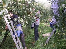 Vieules Fruits Montagne Earl, Miolles - Horaires d'ouverture