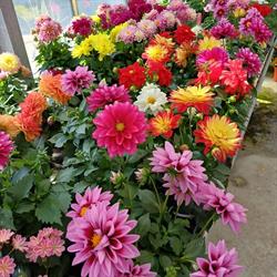 Sauvage Fleurs scea, Saint-Marcel - Horaires d'ouverture