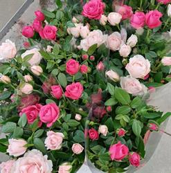Sauvage Fleurs scea, Saint-Marcel - Horaires d'ouverture