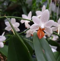 Ryanne Orchidée, Bavay - Horaires d'ouverture