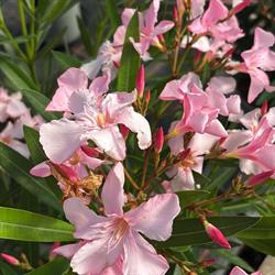 Le Travers Fleur, Corlay - Horaires d'ouverture