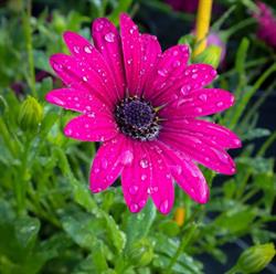 Horticulture Duchesne & des fleurs, Altkirch - Horaires d'ouverture