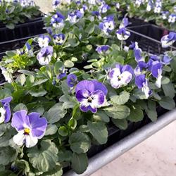 Renauflor Earl, Noyal-sur-Vilaine - Horaires d'ouverture