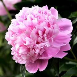 Vendée-Fleurs Earl, Le Gué-de-Velluire - Horaires d'ouverture