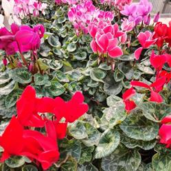 La Mare Aux Plantes, Sornay - Horaires d'ouverture