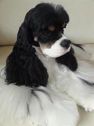 Au chien coquet, Hazebrouck - Horaires d'ouverture