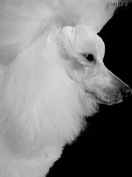 Styl'chien, Bruay-la-Buissière - Horaires d'ouverture