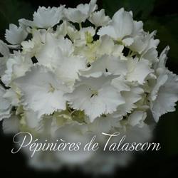 Pépinières de Talascorn Earl, Arzano - Horaires d'ouverture