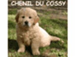 Chenil Du Cossy, Fontaine-le-Comte - Horaires d'ouverture