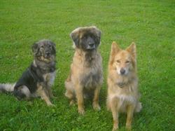 Woodhaven Kennels, Porcaro - Horaires d'ouverture