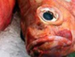 Societe Du Pen Hir Limited Poissonnerie, Saint-Quay-Portrieux - Horaires d'ouverture