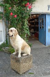 Fleur Des Champs, Mornac-sur-Seudre - Horaires d'ouverture