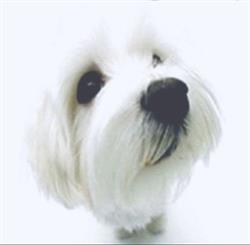 Mon Polisson Toilettage Animalerie, Boulogne-Billancourt - Horaires d'ouverture