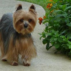 Star Canin, Puisserguier - Horaires d'ouverture