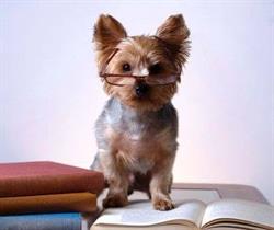 Cani Look, Méricourt - Horaires d'ouverture