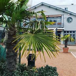 Lawn Tennis Club de Saint-Mandé, - Horaires d'ouverture
