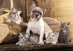 Bulle Dog (Normandie), Le Grand-Quevilly - Horaires d'ouverture