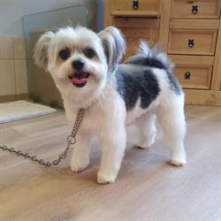 LE CHIEN CHIC Salon de Toilettage Chien et Chat Haguenau, - Horaires d'ouverture