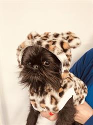 Dog Form - Alimentation et Accessoires, Langueux - Horaires d'ouverture