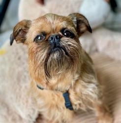 Espace Beauté Canine, Bruay-la-Buissière - Horaires d'ouverture