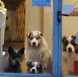 Les Années Chiens, Saint-Martin-d'Hères - Horaires d'ouverture