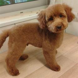 Amour de Chien, Saint-Michel-Chef-Chef - Horaires d'ouverture