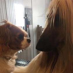 Salon Orphée Estétique Canine, Salon-de-Provence - Horaires d'ouverture