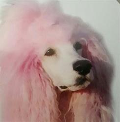Au salon du chien, Villeneuve-sur-Lot - Horaires d'ouverture