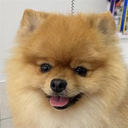 Hygi Dog, Fruges - Horaires d'ouverture