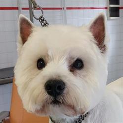 Flash dog, Gouy - Horaires d'ouverture