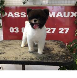 Passionimaux, Nancy - Horaires d'ouverture