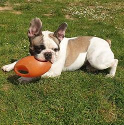 Dog'Attitude, Sens - Horaires d'ouverture