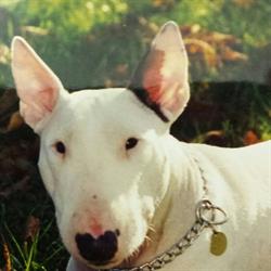 Nini Dog, Vence - Horaires d'ouverture