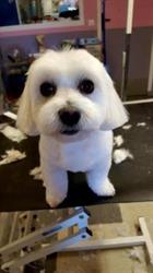 Aquazone Style Dog, Louhans - Horaires d'ouverture