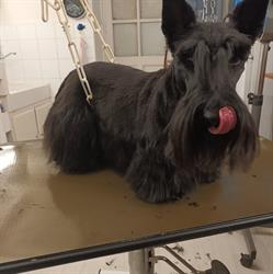 Garden Dog, Lyon - Horaires d'ouverture