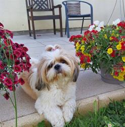 Aristo'chiens, Thiers - Horaires d'ouverture