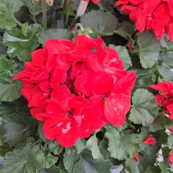 Fleurs De Salm, Senones - Horaires d'ouverture