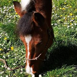 Poney-Club Saint Germain Fourqueux, - Horaires d'ouverture