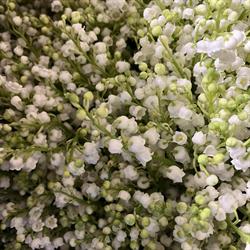 Chrisfleurs, Cogolin - Horaires d'ouverture