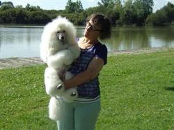 Amour De Chiens, Le Mans - Horaires d'ouverture