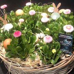 Primavera, Sains-en-Gohelle - Horaires d'ouverture