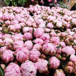 Pluie De Fleurs, Milly-la-Forêt - Horaires d'ouverture