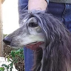 Comme chien et chat, Villeneuve-d'Ascq - Horaires d'ouverture