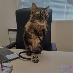 CLINIQUE VETERINAIRE DE LA VALLEE, Firminy - Horaires d'ouverture