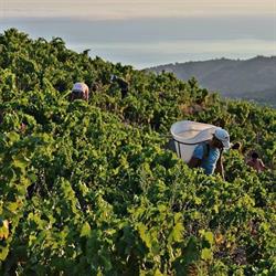 Domaine de la Rectorie, Banyuls-sur-Mer - Horaires d'ouverture