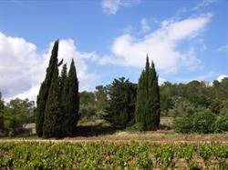 Domaine Saint Jean Baptiste, Lorgues - Horaires d'ouverture