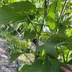 Champagne Fauvet-Courleux, Prouilly - Horaires d'ouverture