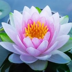 Yoga Satyananda, La Seyne-sur-Mer - Horaires d'ouverture