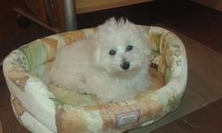 L'univers Canin, Morhange - Horaires d'ouverture